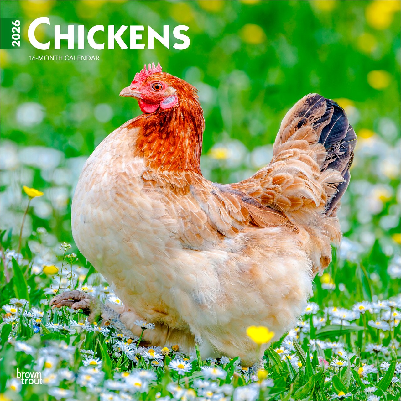 Chickens | 2026 12 x 24 Inch (Hanging) Monthly Square Wall Calendar | Plastic-Free